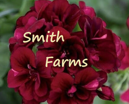 SKM 25 Seeds Burgundy Geranium Seeds Hanging Basket Perennial Flowers Ea... - $204.94 MXN