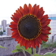 AQL Sunset Rust Red Sunflowers F1 Seeds 30 Of - $8.16