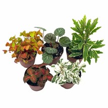 Premium Foliage Assortment, Colorful Fern set, NerveplantFern, Creeping ... - £19.30 GBP