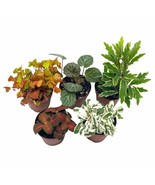 Premium Foliage Assortment, Colorful Fern set, NerveplantFern, Creeping ... - €20,59 EUR