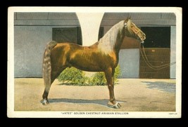 Vintage Postcard ANTEZ Golden Chestnut Horse Arabian Stallion Kellogg Pomona CA - £10.16 GBP