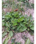 Broadleaf Plantain Seeds Plantago Major 250 Seeds From Healthy Plants - €10,03 EUR Broadleaf Plantain Seeds Plantago Major 250 Seeds From Healthy Plants - €10,03 EUR
