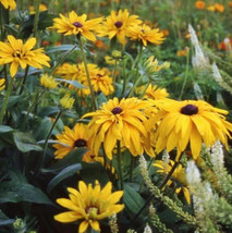 Black Eyed Susan Double Golden Gloriosa Rudbeckia Heirloom Usa 200 Seeds... - £7.97 GBP