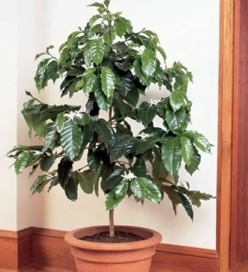 Arabica Coffee Bean Rooted Starter Plant Brew Your Own Coffee Garden - $33.98