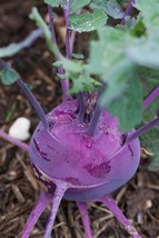 Kohlrabi seeds, Kohirabi purple red seeds code 145 - £3.97 GBP