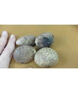 tn-19-4) 4 large natural Tagua Nut whole nuts craft Carving Dried plain ... - $458.41 MXN