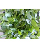 100  RED MANGROVE  PLANTS  WITH LOTS OF LEAVES. PREMIUM QUALITY  - $135.40 CAD