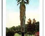 Antica Palms Piantato 1769 San Diego California Ca Unp DB Cartolina M17 - $3.03