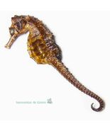 Hippocampus erectus – Lined Seahorse – Natural Marine Display – Unmounted - $19.00