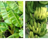 Chiquita Gran Nain Banana Tree Musa acuminata Live Banana Tree New Seaso... - £30.62 GBP
