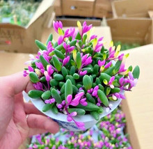 SD Othonna Capensis Ruby Necklace Hanging Succulent 100 Seeds Fast Grow - €11,55 EUR