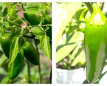 Mucho Nacho Jalapeno Pepper Plant - 2.5&quot; Pot NEW - £25.90 GBP
