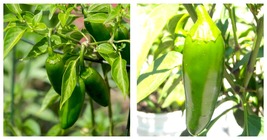 Mucho Nacho Jalapeno Pepper Plant - 2.5&quot; Pot NEW - £25.83 GBP