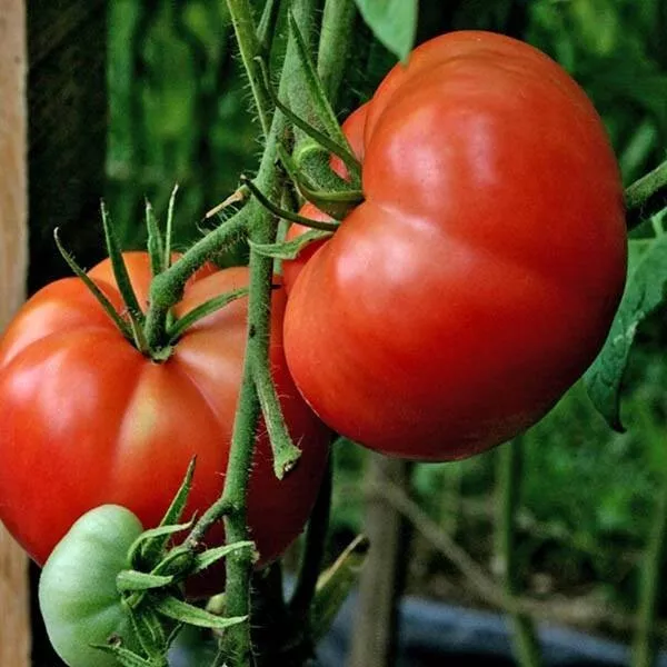 New Fresh 120 Seeds Burpee&#39;S Big Boy Tomato Seeds Organic - £7.77 GBP