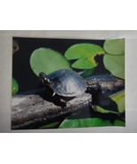 Adorable Painted Turtle, 8x10 photo, Wildlife Photography by Christopher... - $36.42 CAD