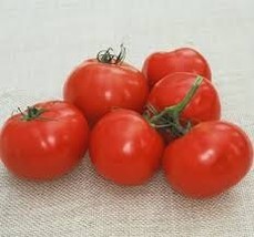 Oregon Spring Tomato 5 seeds - P 079 - £1.59 GBP