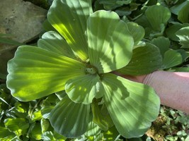 (4) Water Lettuce Jumbo Giant 8” Size Koi Pond Floating Plants Rid Algae... - £16.44 GBP