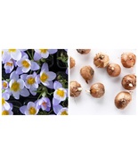 10 bulbs Firefly Species Crocus - €28,24 EUR