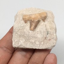 45.2g,1.8&quot;X1.8&quot;x0.9&quot;Otodus Fossil Shark Tooth Mounted on Matrix @Morocco,MF1950 - £4.15 GBP