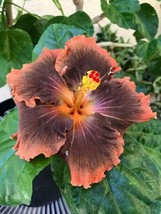 Best 25 seeds Orange &amp; Brown Hibiscus Flowers Huge Blooms Planting Garden - £3.84 GBP