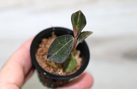 ANOECTOCHILUS LYLEI CAMBODIA SMALL TERRESTRIAL JEWEL ORCHID POTTED - $27.00