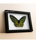 Birdwing Ornithoptera Croesus Lydius Real Butterfly Framed Entomology Sh... - €145,00 EUR