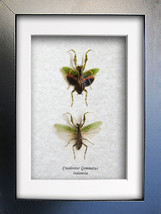 Jeweled Flower Real Mantis Creobroter Gemmatus Framed Entomology Shadowbox - £55.94 GBP