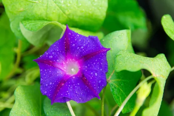 Purple Morning Glory Climbing Vine 100 Seeds To Plant Beautiful Flowering Vin Us - £14.62 GBP