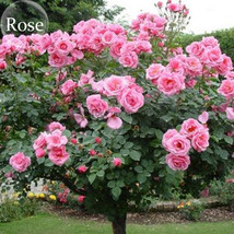 Big Pink Double-petalled Rose Tree, 50 seeds, - £6.61 GBP