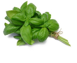 VC Genovese Basil Seeds 500 Seeds Nongmo Heirloom Vegetable Fragrant Her... - $10.87