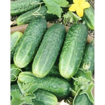 SR12Store 25 Carolina F1 Hybrid Cucumber Seeds Very Early Pickling Cucumber Vari - £6.47 GBP