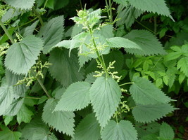 Stinging Nettle Urtica Dioica 100 SeedsFrom US - £6.62 GBP