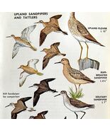 Upland Sandpipers Shore Birds Varieties 1966 Color Art Print Nature ADBN1s - $28.01 CAD