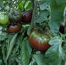 Fresh Garden 60+ Russian Black Krim Tomato Seeds Non Gmo Organic Heirloom - £7.71 GBP