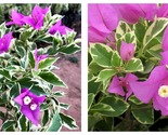 Blueberry Ice Bougainvillea Small Well Rooted Starter Plant - £35.91 GBP