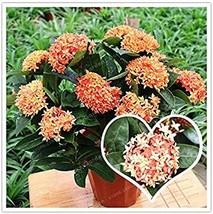 PWO Fresh Hot Sale 100 Colorful Ixora Chinensis Bonsai Plant Flower Bonsai Peren - £6.85 GBP