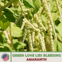 500 SEEDS GREEN LOVE LIES BLEEDING AMARANTH GROW QUICKLY HEIRLOOM SEEDS ... - $8.35