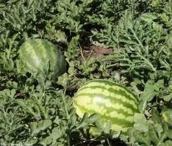 Kleckley&#39;s Sweet Watermelon, Heirloom, Organic 100 Seeds, Large &amp; Super Sweet - £4.94 GBP