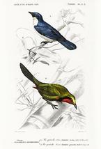 Pie Grieche Bleue - Lanius - 1849 - Bird Illustration Poster - £7.98 GBP+