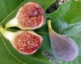Ficus carica - C&#39;s Red Fig Plant - Sweet - 2.5&quot; Pot - Gardening - $34.99