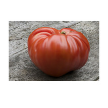 100 German Johnson Giant Tomato Seeds Non Gmo Fresh - $9.96