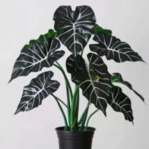 WWATER 3 Seeds Alocasia Polly House Plant USA Seller - £7.96 GBP