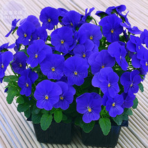 Viola Cornuta Blue Pansy Seeds 30 Seeds Winter Handy Plant Flowers Beautiful - £5.73 GBP