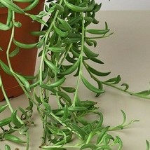(1) 2&quot; Live Rooted Plant Succulent ~ Senecio Radicans ~ String of Bananas - £15.53 GBP