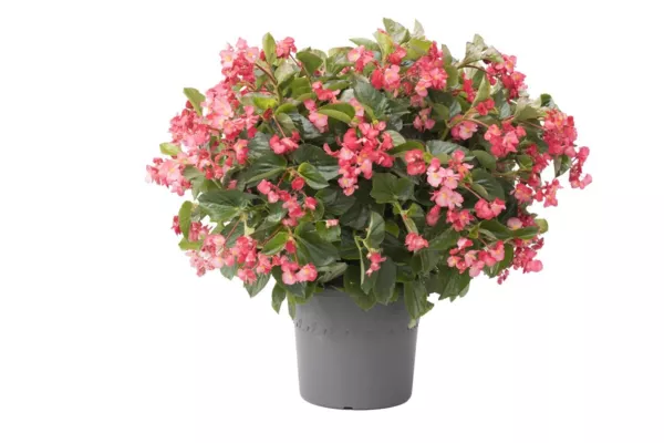 Viking Begonia Seeds 15 Pelleted Seeds Viking Begonia Pink Green Leaf Fresh New - £13.65 GBP