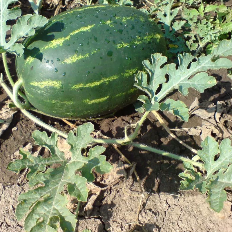 KS Crimson Sweet Watermelon Organic Non Gmo Planting 25 Seeds  - $174.05 MXN