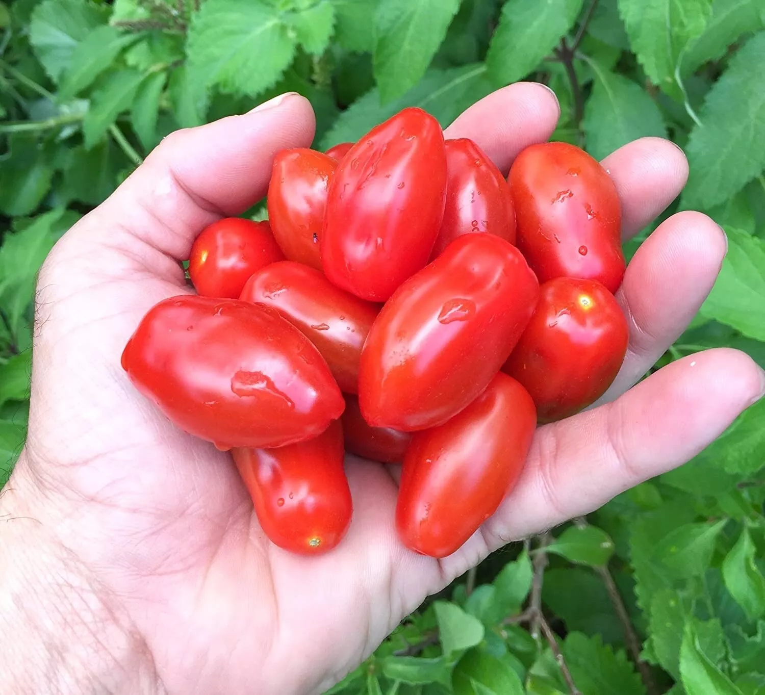 15 Organic Mini San Marzano Tomato Seeds Fresh Usa Seller - $8.50