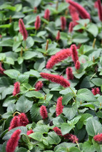 FIRE TAIL OR CAT TAIL SUMMER LOVE AKA  Acalypha Pendula CHENILLE Plant  - $52.99