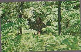 1960&#39;s Postcard THE FERN JUNGLE Volcano&#39;s National Park  Unposted - £2.33 GBP