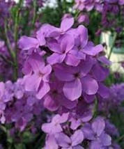 50 Seeds Purple Dames Rocket Heirloom Seeds Garden Glamour Quickly - $8.35